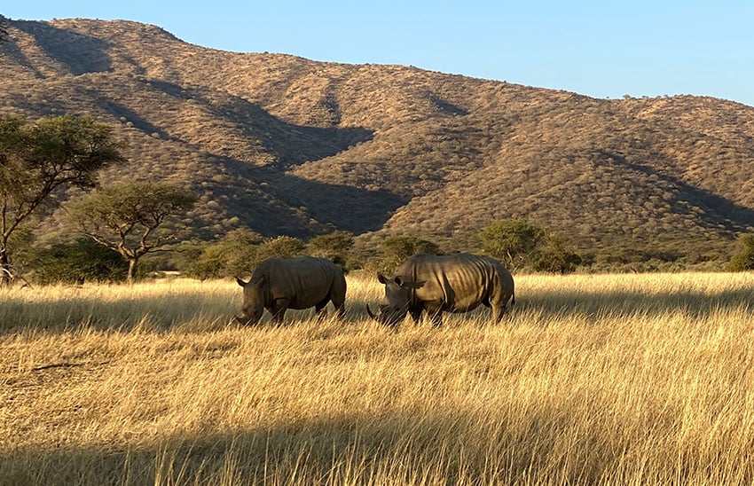 2 Nashörner im hoen Gras, Namibia